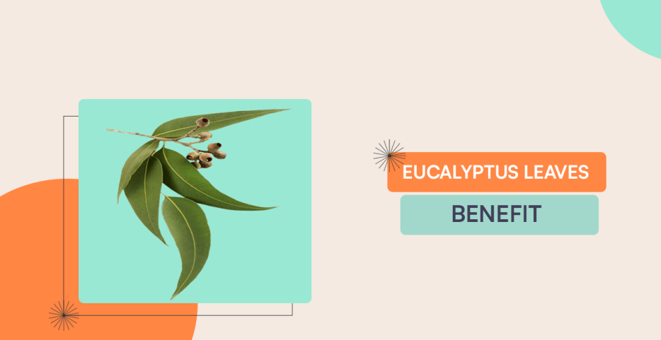 Eucalyptus Leaves Benefit