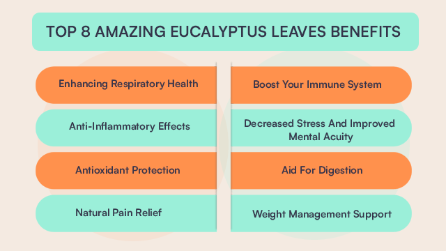 Top 8 Amazing Benefits Of Eucalyptus Leaves