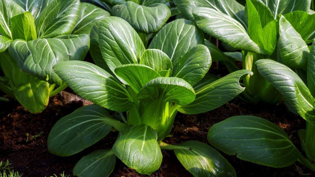 Bok choy greens