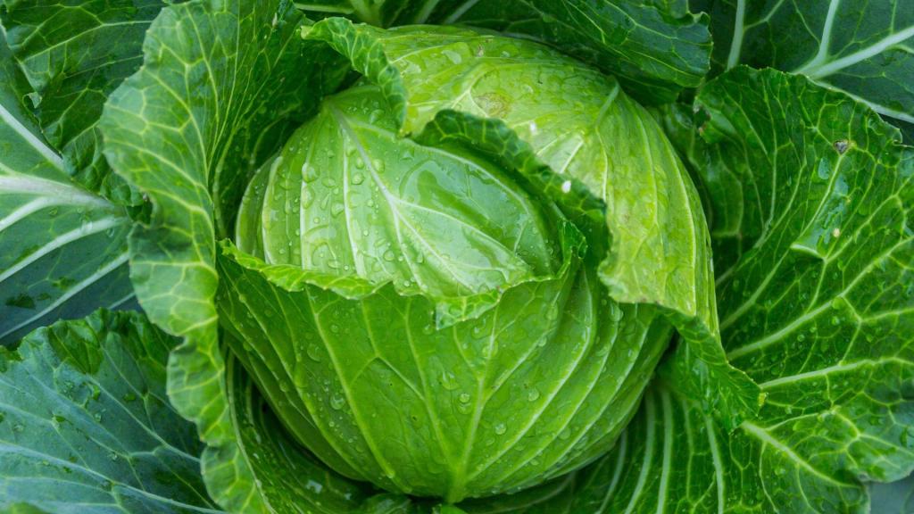 Cabbage leafy greens