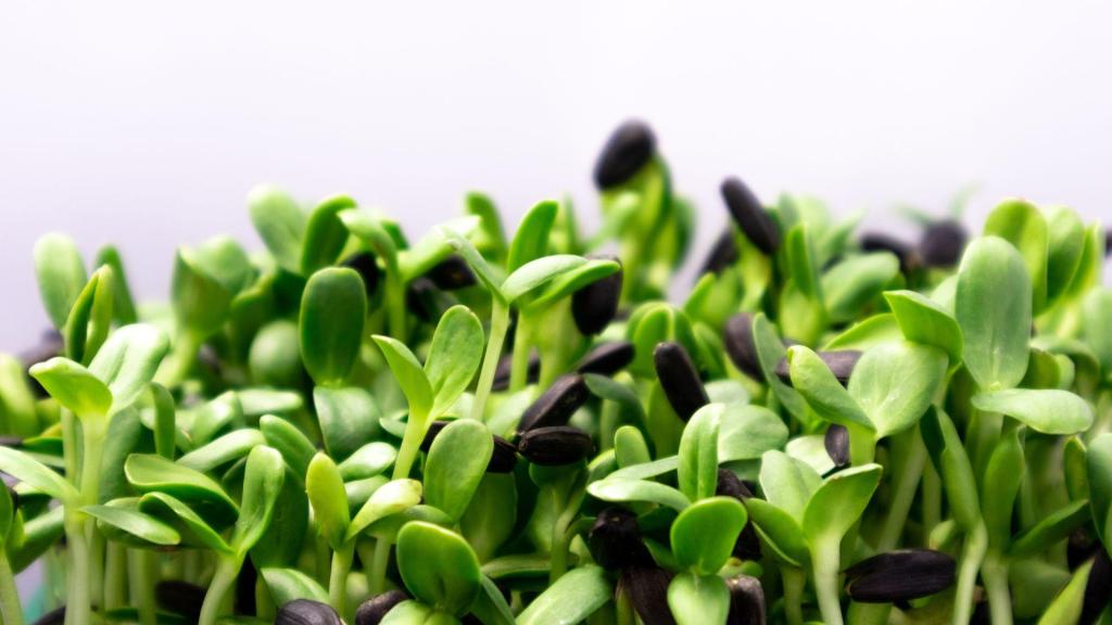 Microgreens for weight loss