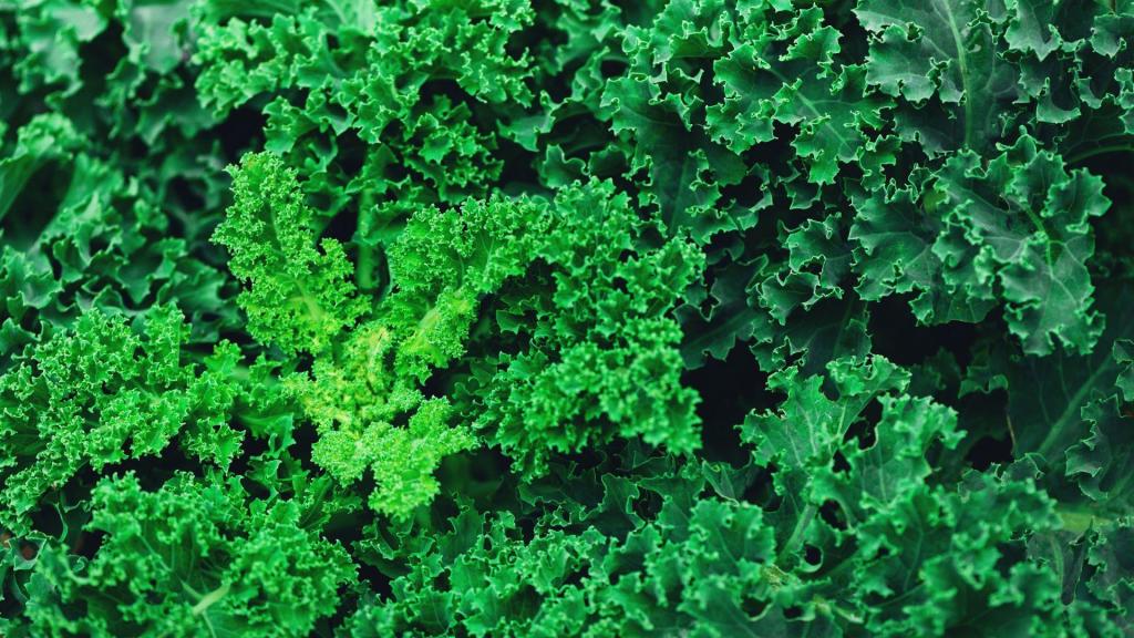 Leafy green Kale