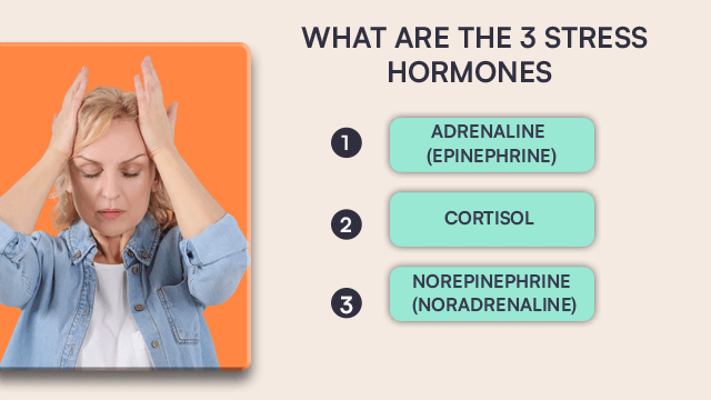 What Are The Major 3 Stress Hormones